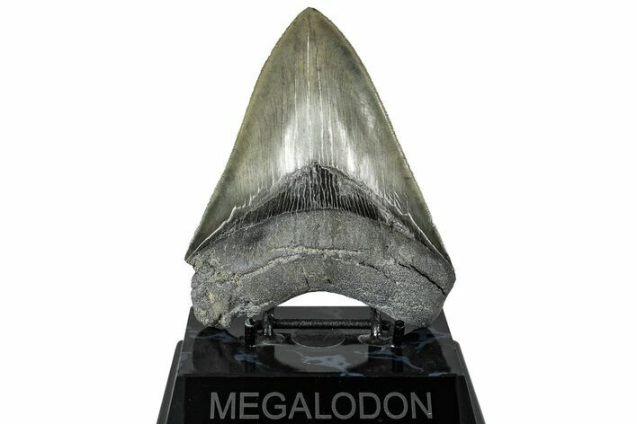 Serrated, Fossil Megalodon Tooth - South Carolina #321100